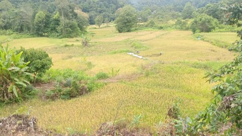 Kegiatan masyarakat potong padi